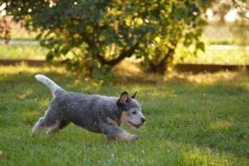 HARRIET - female - 7 weeks old